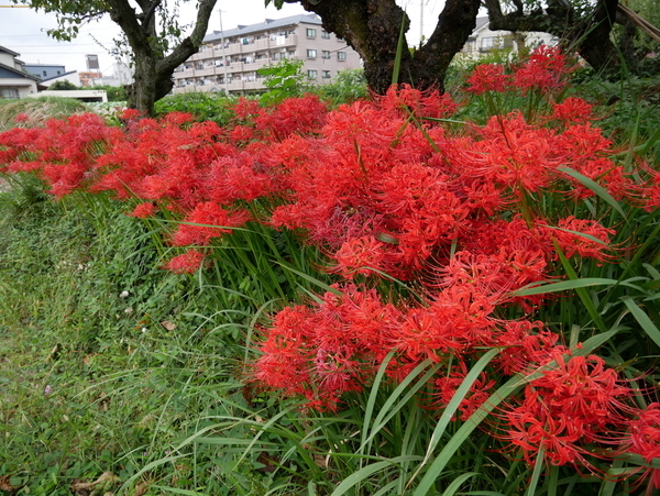 f:id:gzutetsu:20201003132808j:image