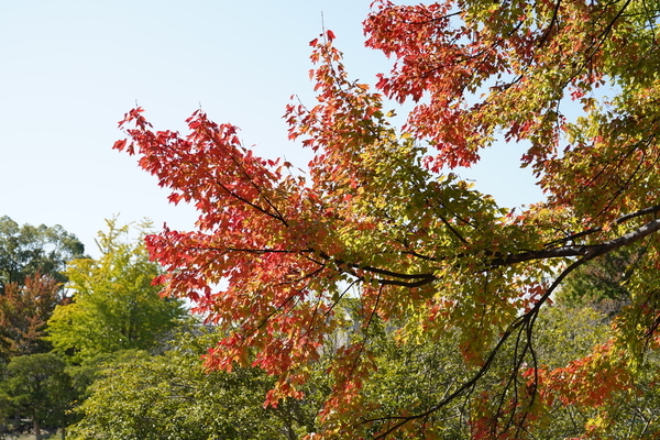 f:id:gzutetsu:20201031120411j:image