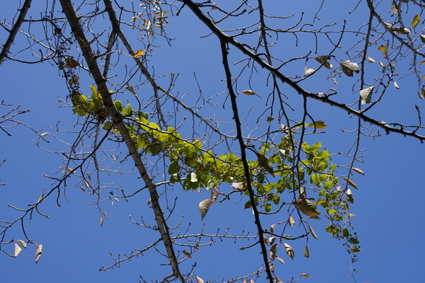 f:id:gzutetsu:20201031123313j:image