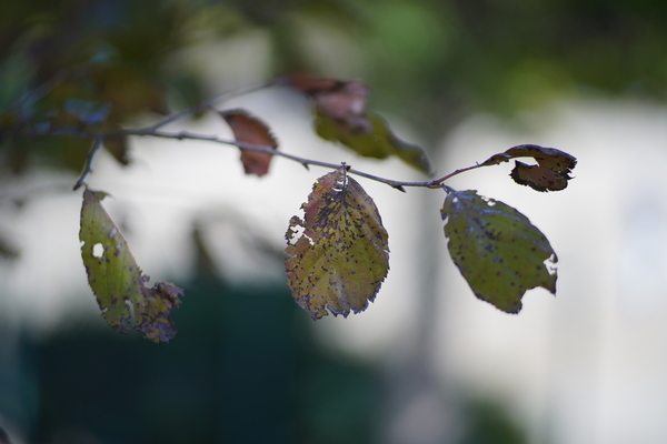 f:id:gzutetsu:20201031125939j:image