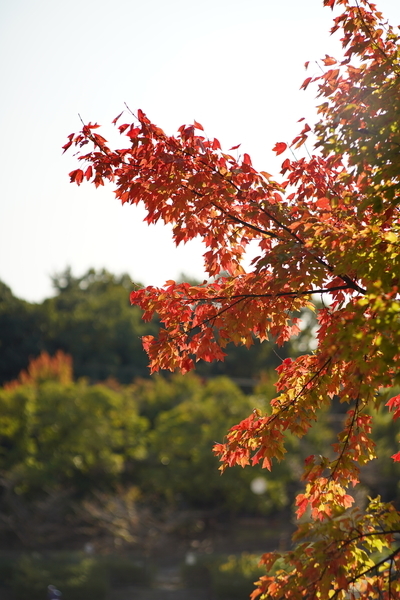 f:id:gzutetsu:20201031135800j:image