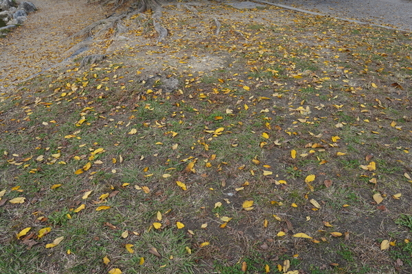 f:id:gzutetsu:20201108113601j:image