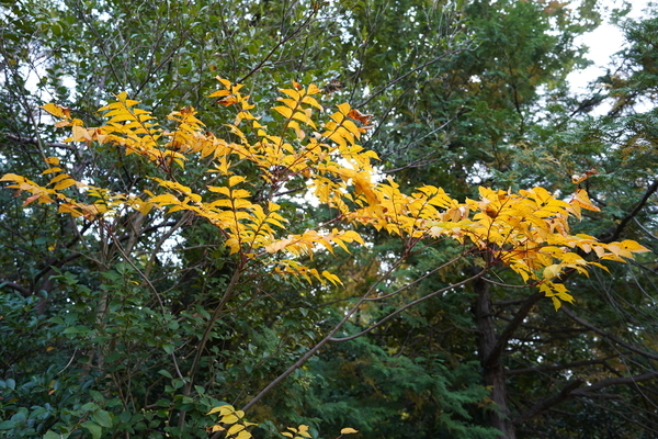 f:id:gzutetsu:20201108113752j:image