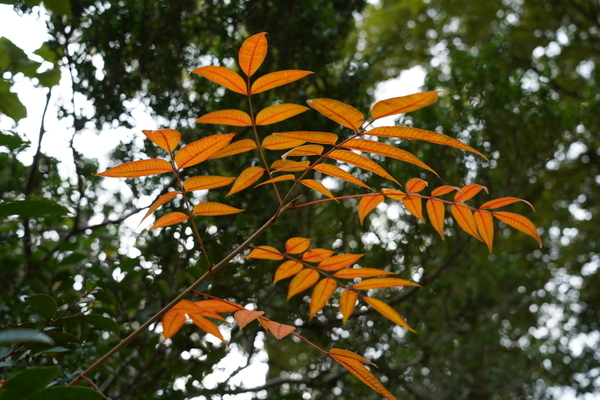 f:id:gzutetsu:20201108121937j:image