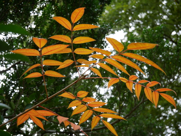 f:id:gzutetsu:20201108122158j:image