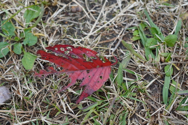 f:id:gzutetsu:20201108122427j:image
