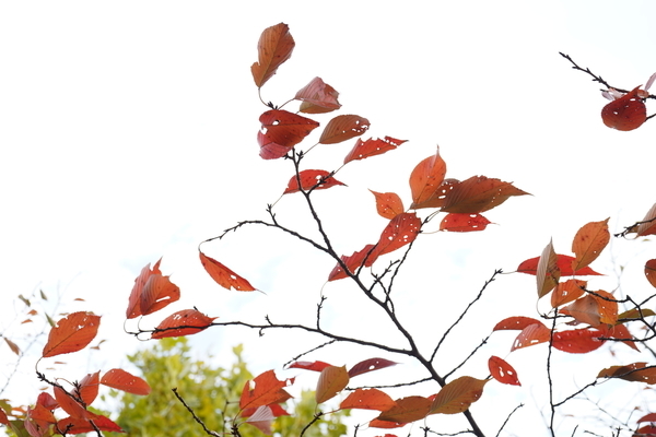 f:id:gzutetsu:20201108122546j:image