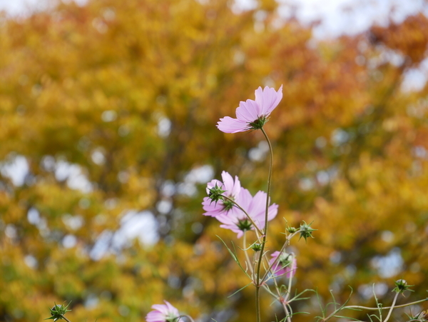 f:id:gzutetsu:20201108124240j:image