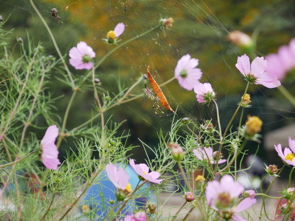 f:id:gzutetsu:20201108124329j:image