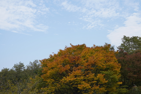 f:id:gzutetsu:20201108124822j:image