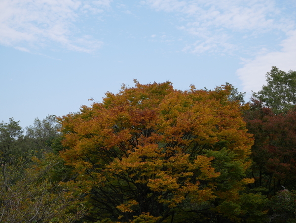 f:id:gzutetsu:20201108125042j:image