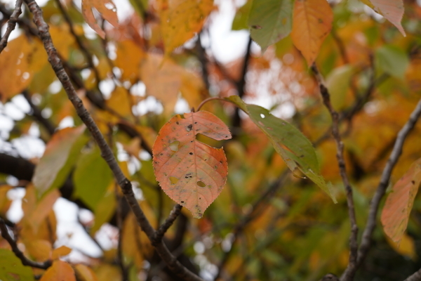 f:id:gzutetsu:20201108125458j:image