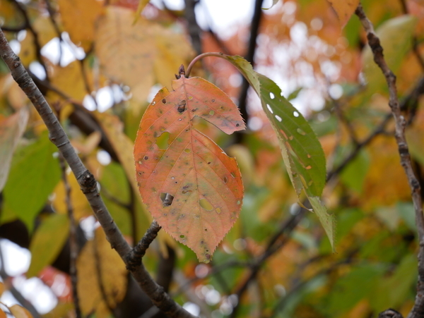 f:id:gzutetsu:20201108125722j:image