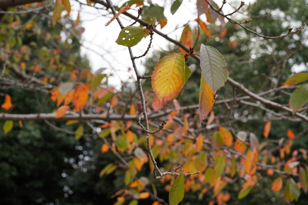 f:id:gzutetsu:20201108130031j:image