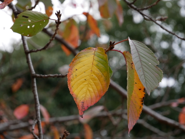 f:id:gzutetsu:20201108130312j:image
