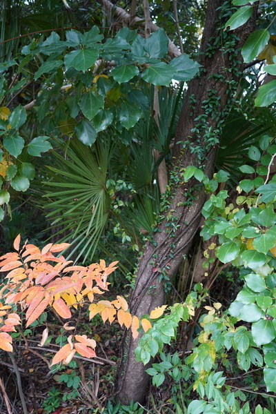 f:id:gzutetsu:20201108132030j:image