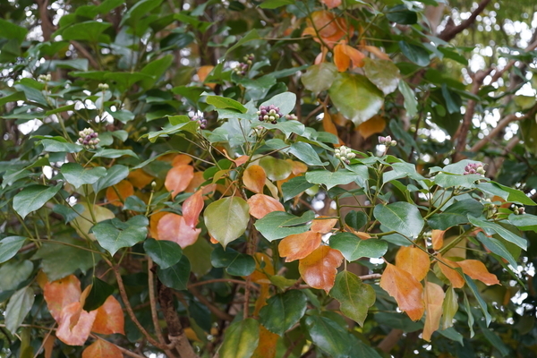 f:id:gzutetsu:20201108132133j:image