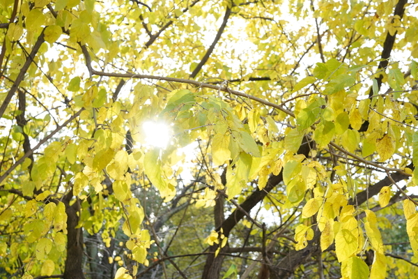 f:id:gzutetsu:20201108132655j:image
