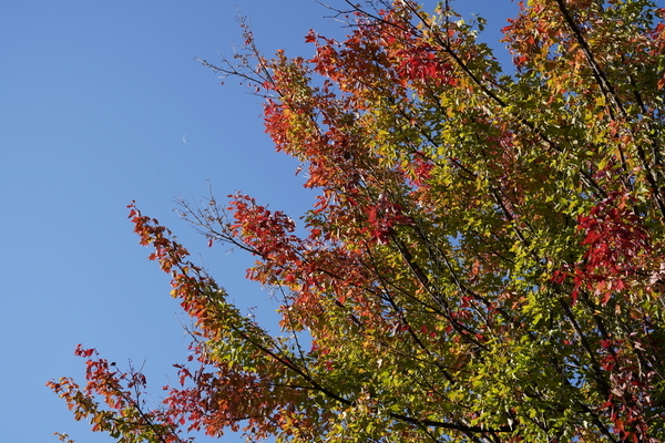 f:id:gzutetsu:20201111083525j:image
