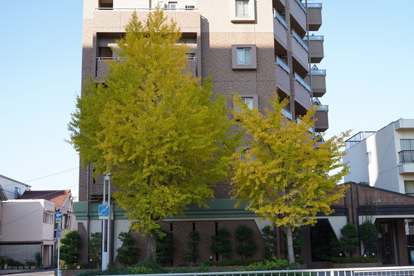 f:id:gzutetsu:20201111083648j:image