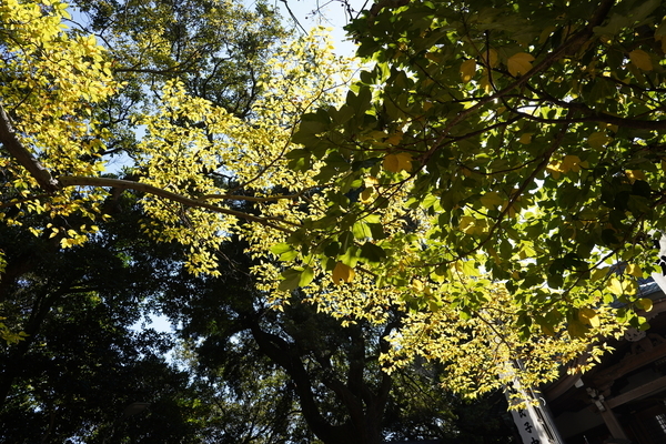 f:id:gzutetsu:20201114113052j:image
