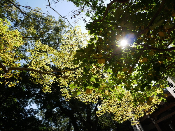 f:id:gzutetsu:20201114113134j:image