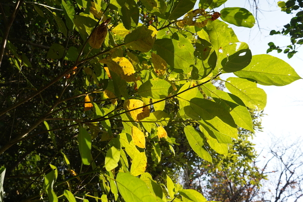 f:id:gzutetsu:20201115101255j:image