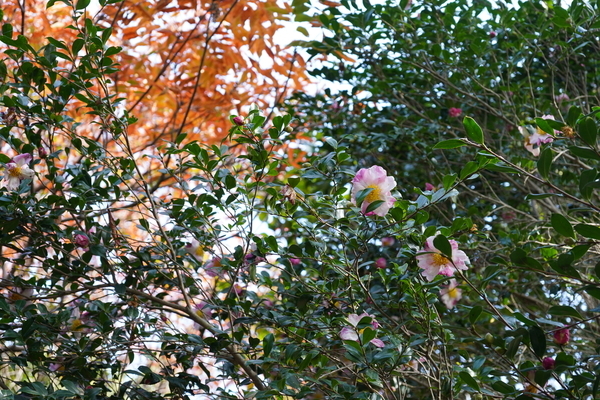 f:id:gzutetsu:20201115101832j:image