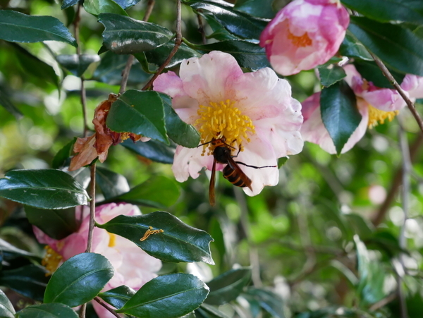 f:id:gzutetsu:20201115101928j:image
