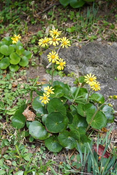 f:id:gzutetsu:20201115104147j:image