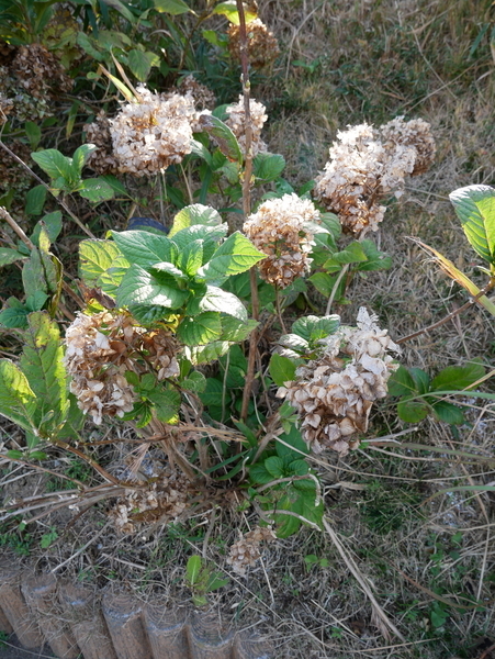 f:id:gzutetsu:20201115143407j:image