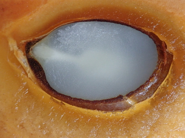 f:id:gzutetsu:20201121082338j:image