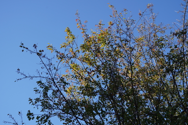 f:id:gzutetsu:20201124082650j:image