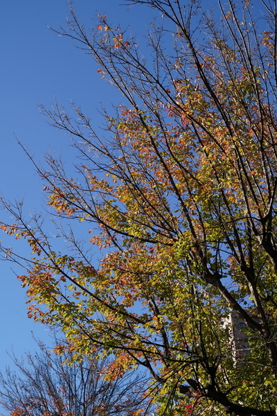 f:id:gzutetsu:20201124082715j:image