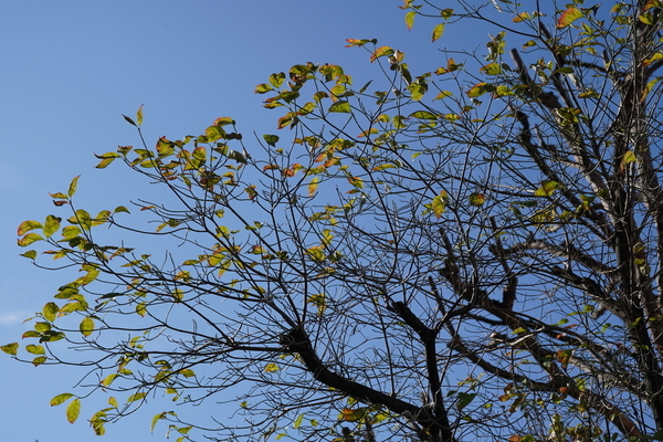 f:id:gzutetsu:20201126105627j:image