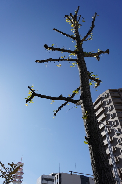 f:id:gzutetsu:20201126105810j:image