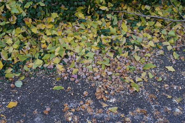 f:id:gzutetsu:20201126105910j:image