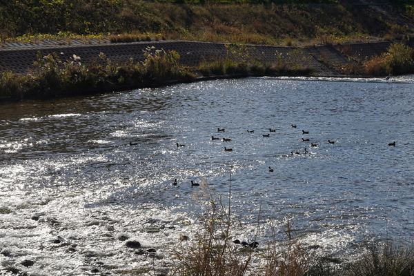 f:id:gzutetsu:20201128134659j:image