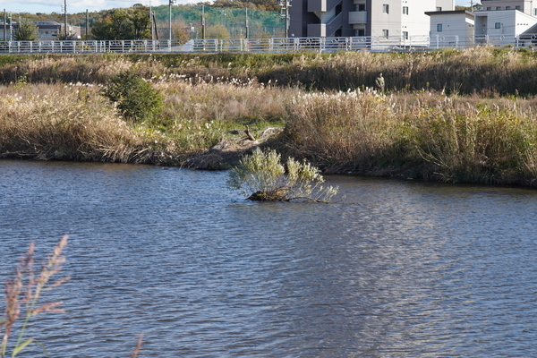 f:id:gzutetsu:20201128135838j:image
