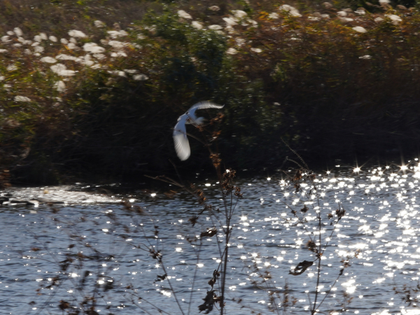 f:id:gzutetsu:20201128140454j:image