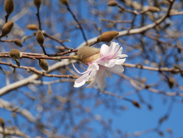 f:id:gzutetsu:20210306083703j:image