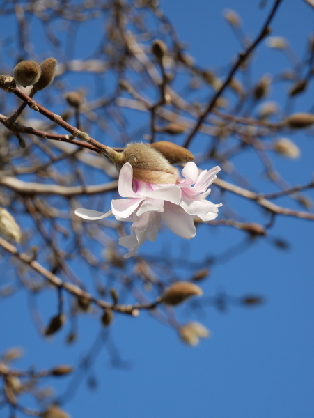 f:id:gzutetsu:20210306083820j:image