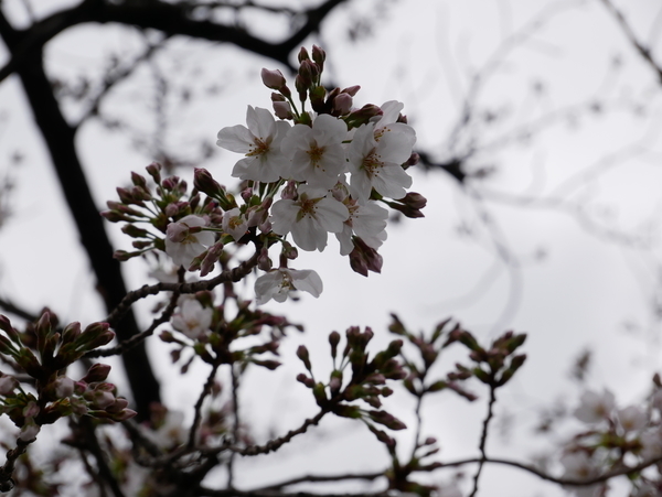 f:id:gzutetsu:20210321131700j:image