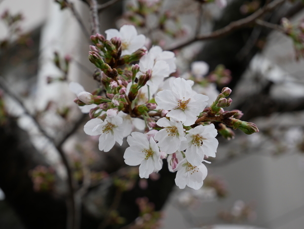 f:id:gzutetsu:20210321131716j:image