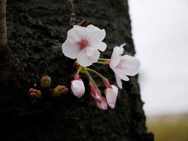f:id:gzutetsu:20210321132727j:image