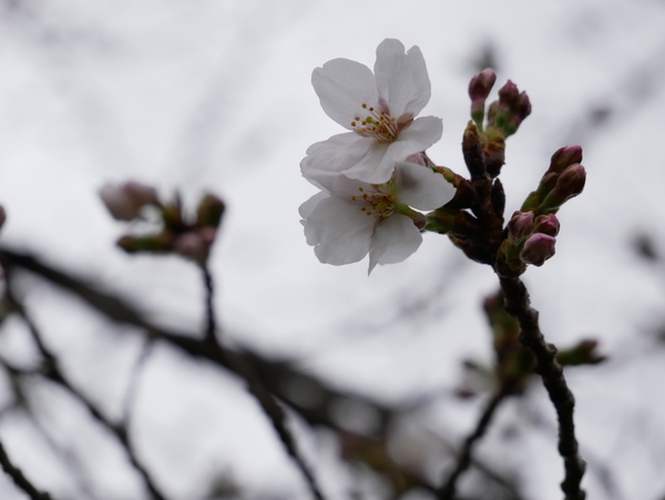 f:id:gzutetsu:20210321133032j:image