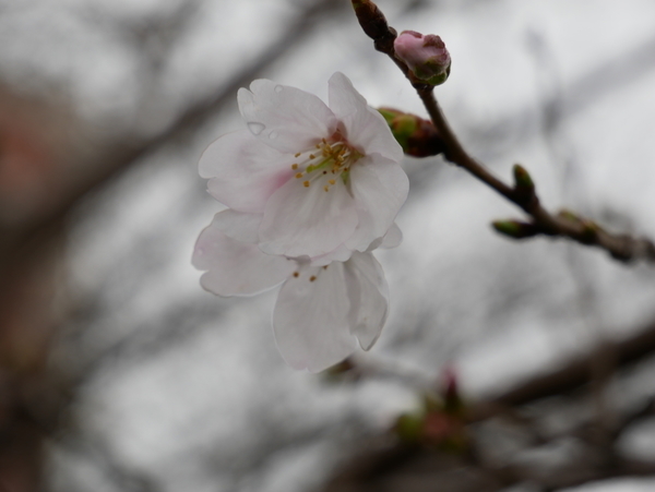 f:id:gzutetsu:20210321133101j:image