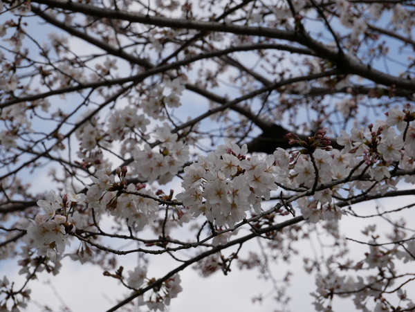 f:id:gzutetsu:20210327135646j:image