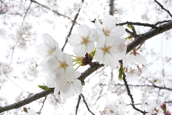 f:id:gzutetsu:20210327135832j:image