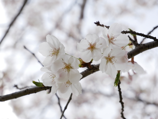 f:id:gzutetsu:20210327140317j:image